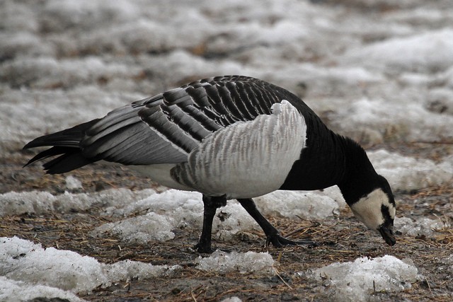 Barnacle Goose - ML46665611