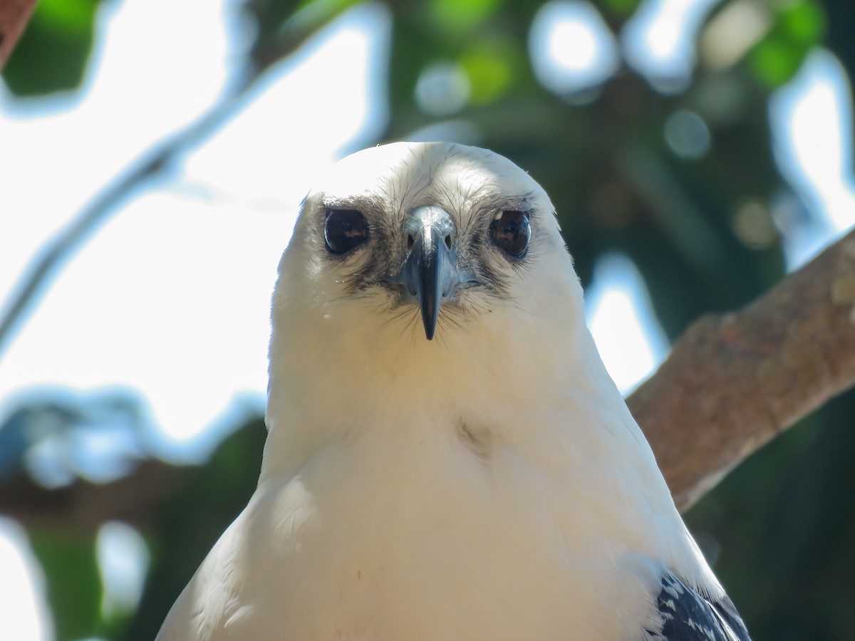 White Hawk (Black-tailed) - ML466656171