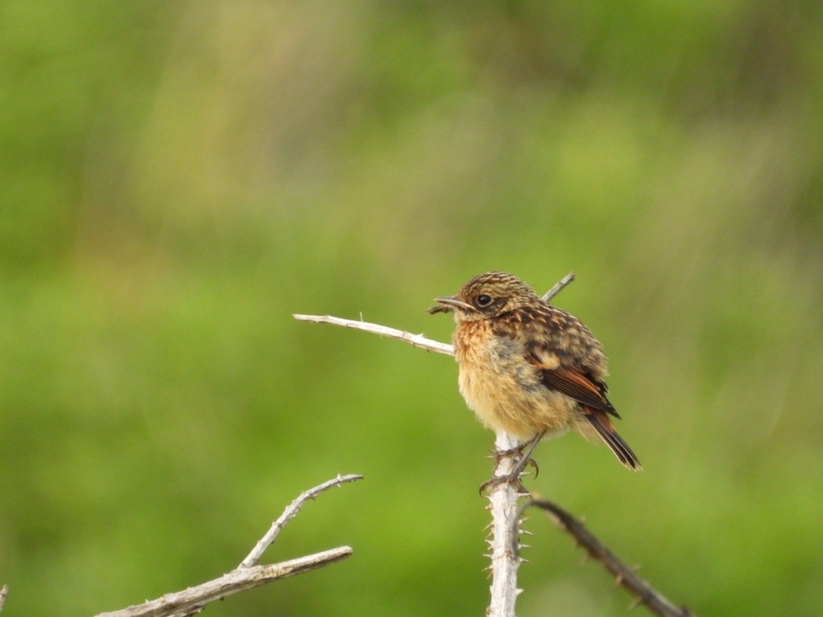 European Stonechat - ML466658211