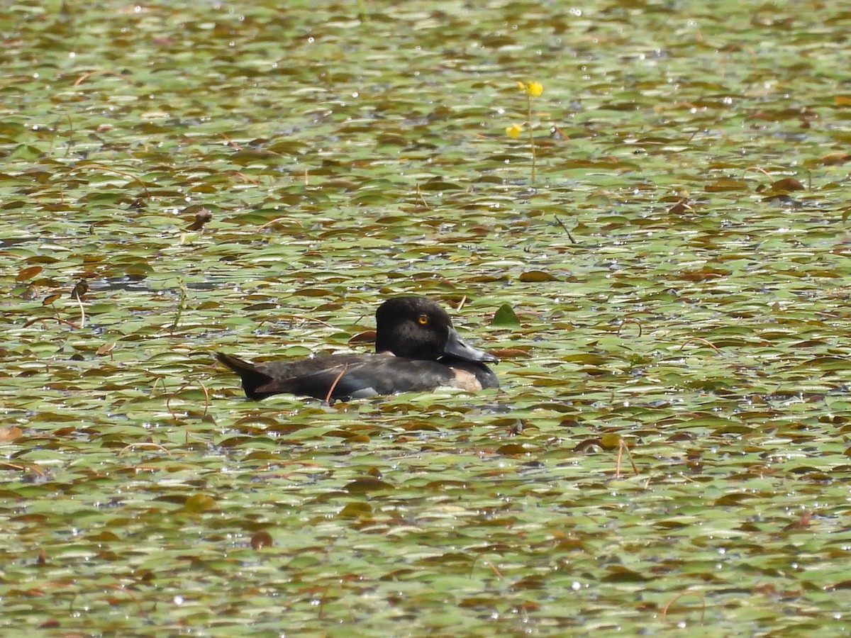 Ring-necked Duck - Michelle Bélanger