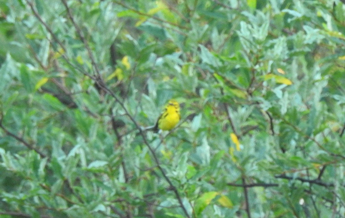 Prairie Warbler - ML466658871