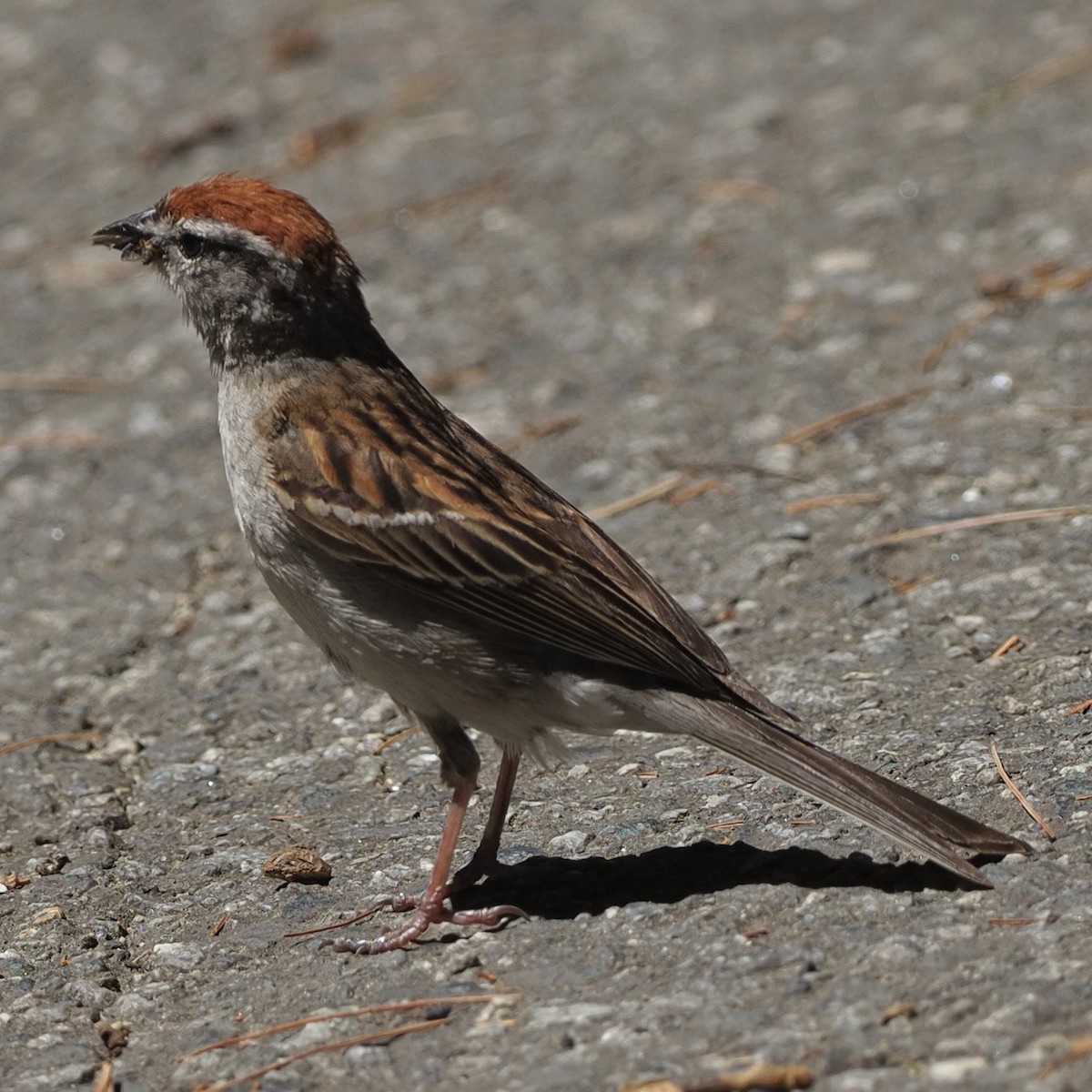 Карнатка білоброва - ML466658971