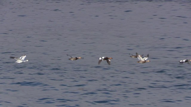 Upland Goose - ML466659021