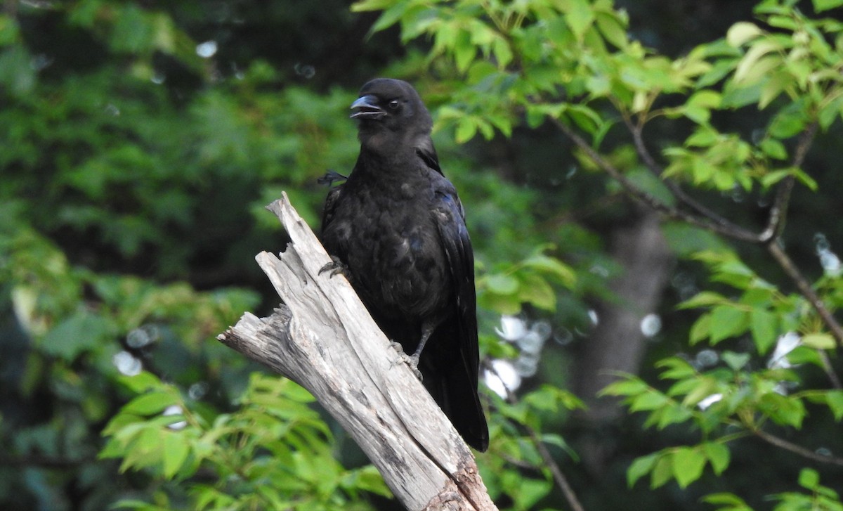 American Crow - ML466659181