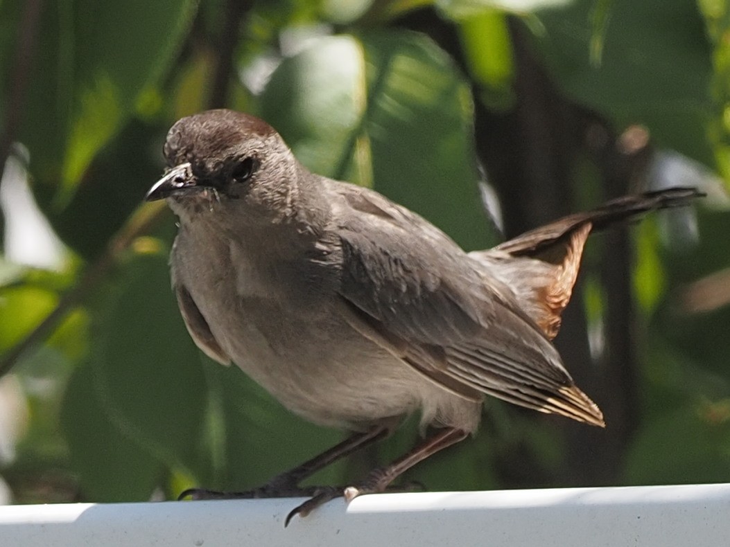 Пересмішник сірий - ML466659411