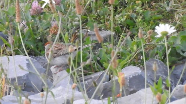 Chipping Sparrow - ML466659701