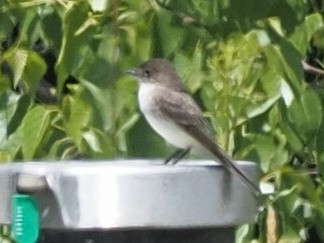 Феб буроспинний - ML466660351