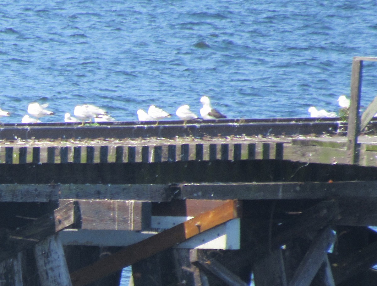 Great Black-backed Gull - ML466661121