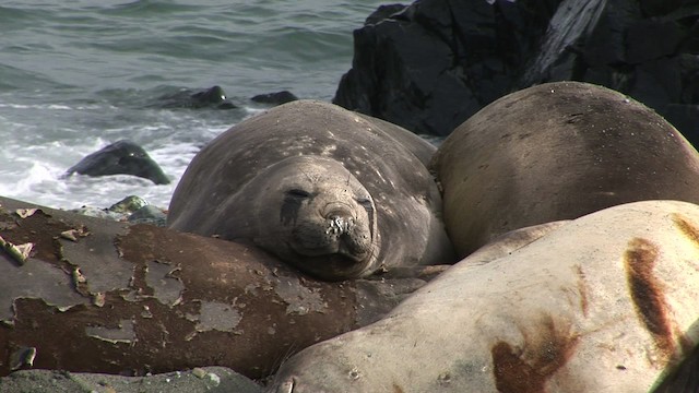 Southern Elephant Seal - ML466662