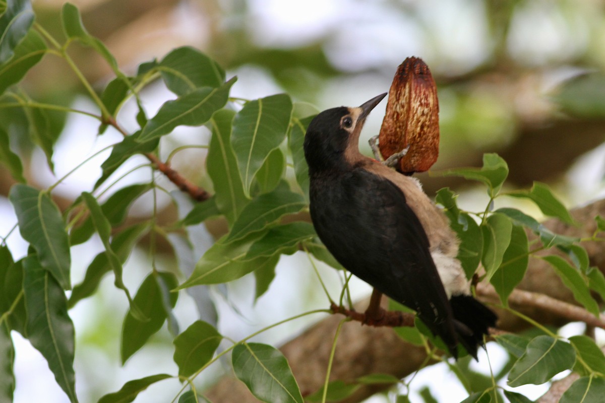 Puerto Rican Woodpecker - Mike Webster