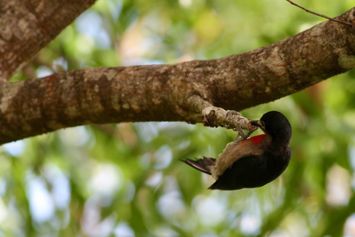 Puerto Rican Woodpecker - ML466662111