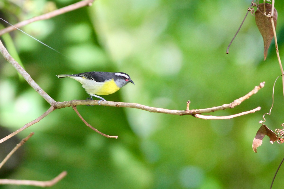 マミジロミツドリ（portoricensis グループ） - ML466663101