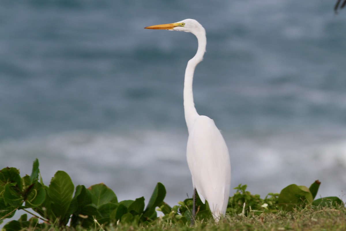 Great Egret - ML466664391