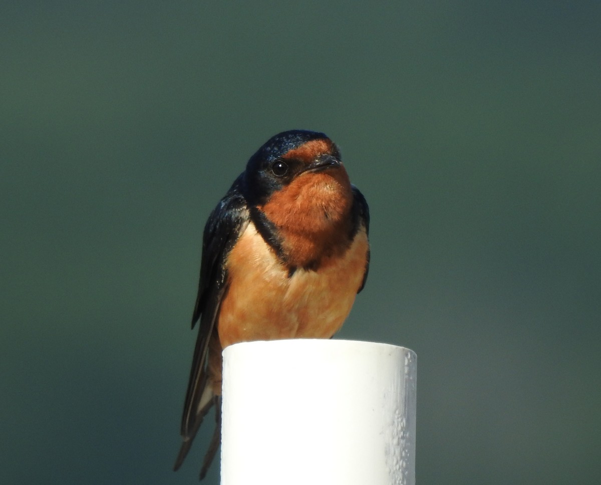 Barn Swallow - Tony Ford