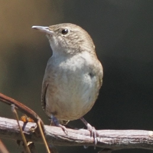 Northern House Wren - ML466666831