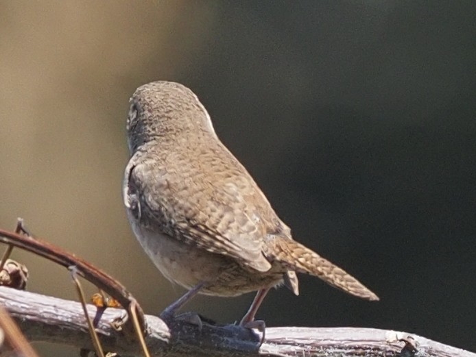 Northern House Wren - ML466666841