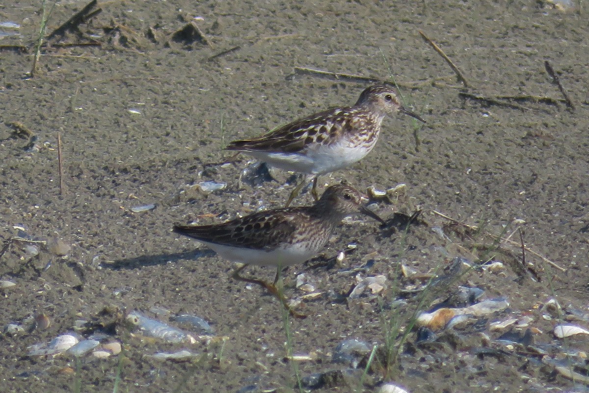 Least Sandpiper - ML466666961