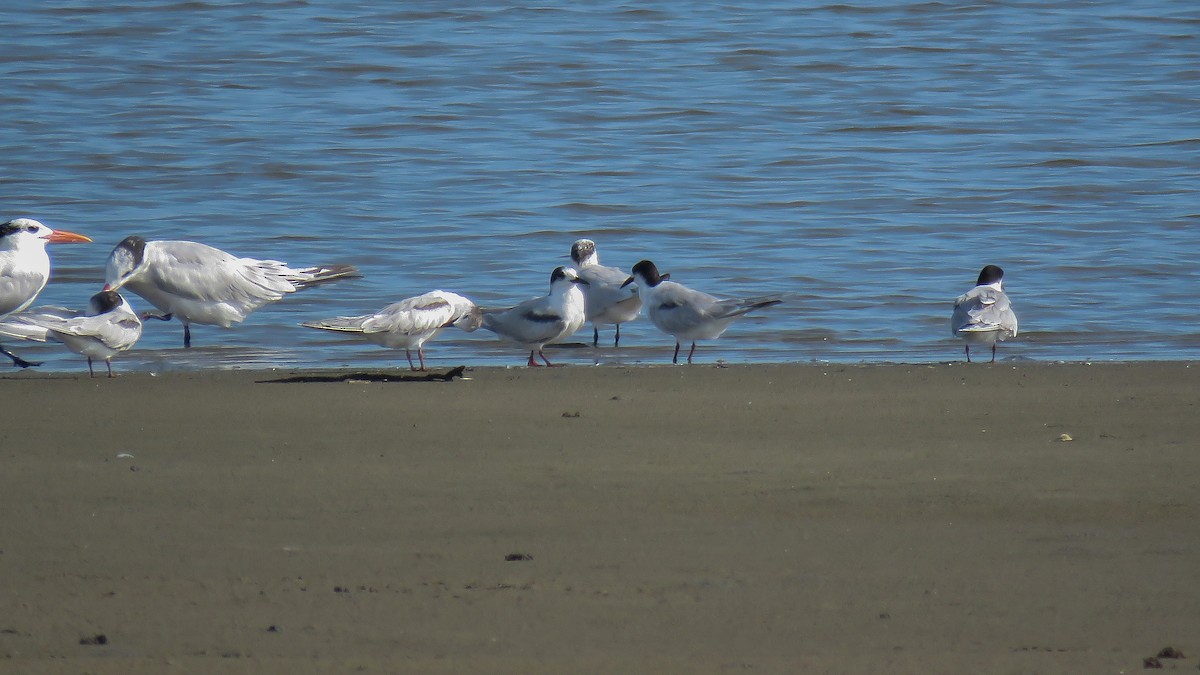 Common Tern - ML466667121