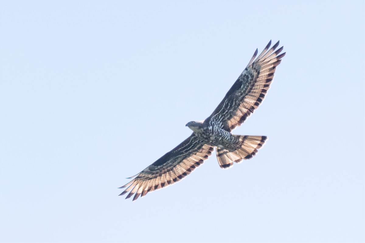 European Honey-buzzard - ML466668021