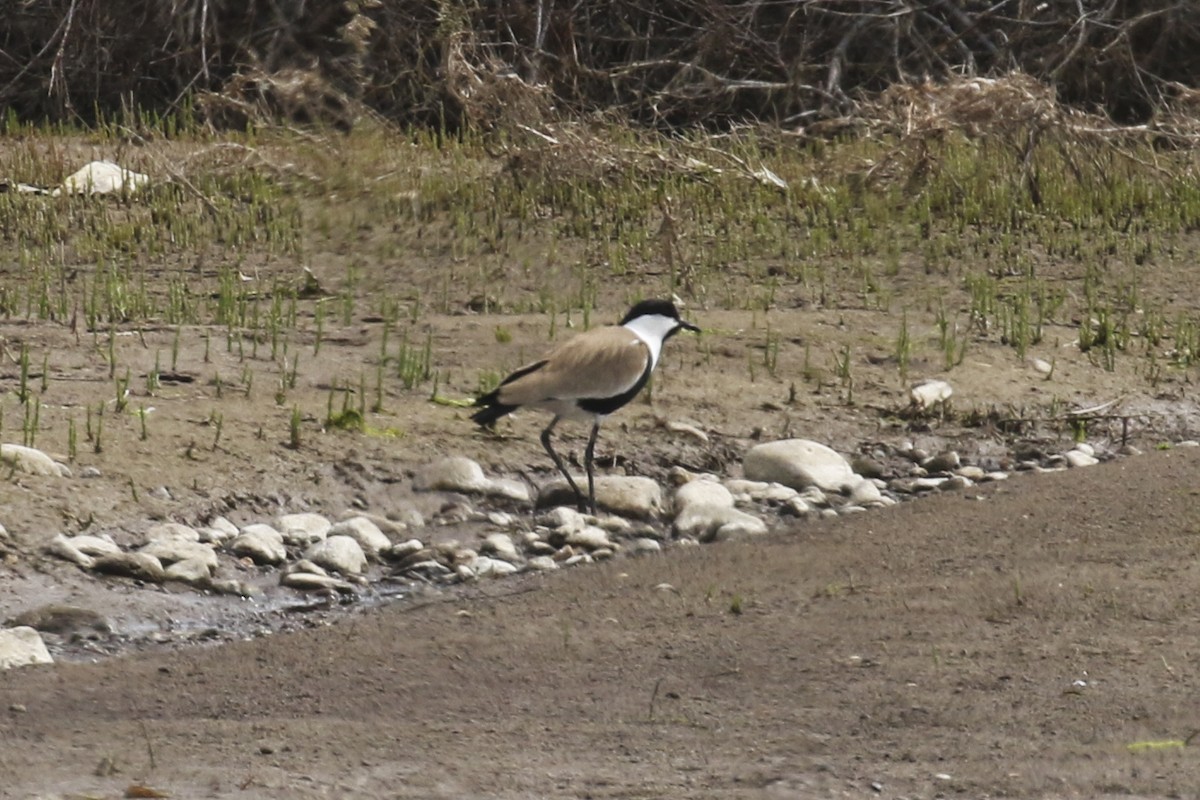 Spur-winged Lapwing - Steven Whitebread