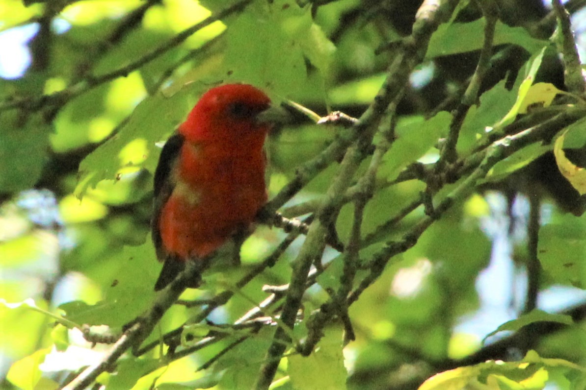 Scarlet Tanager - ML466668931