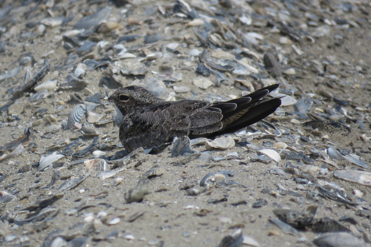 Common Nighthawk - ML466668981