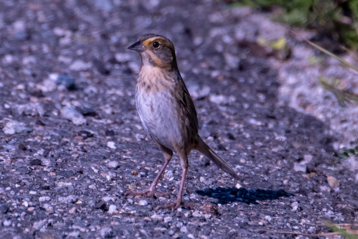 Nelson's Sparrow - ML466669391