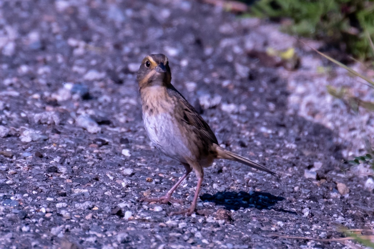 Nelson's Sparrow - ML466669451