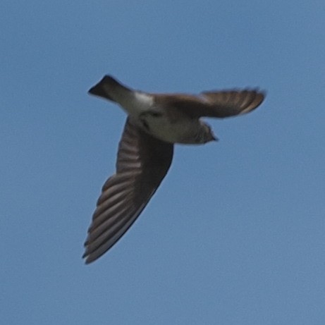 Ластівка північна - ML466669551