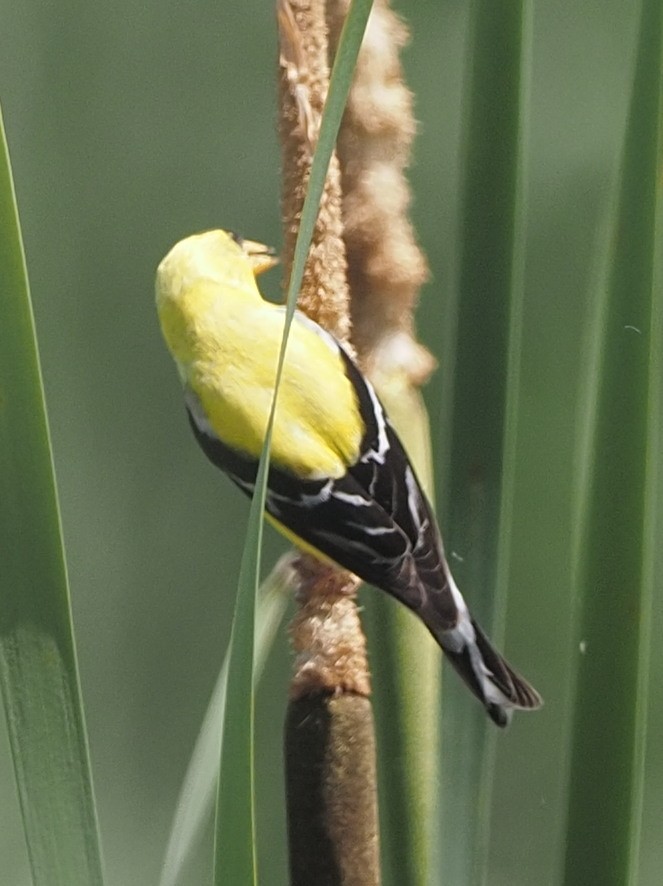 Чиж золотий - ML466669581