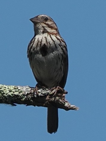 Пасовка співоча - ML466669621