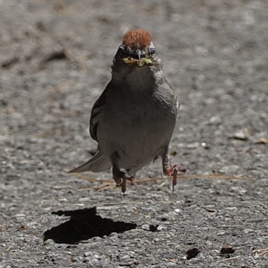 Карнатка білоброва - ML466669911