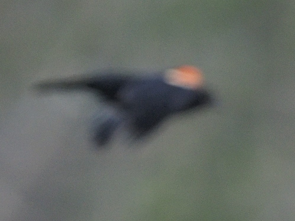 Еполетник червоноплечий - ML466669951