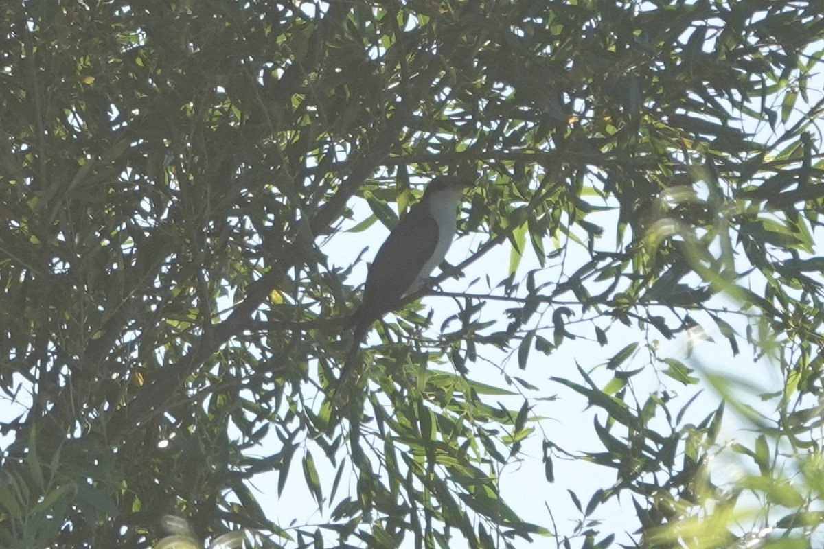 Yellow-billed Cuckoo - ML466671321