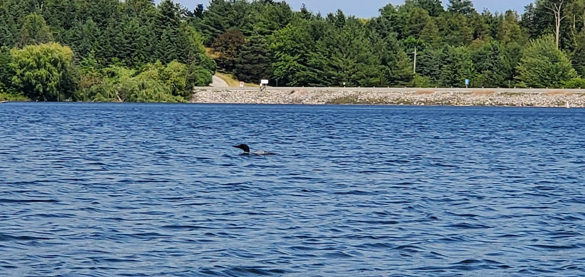 Common Loon - ML466671981