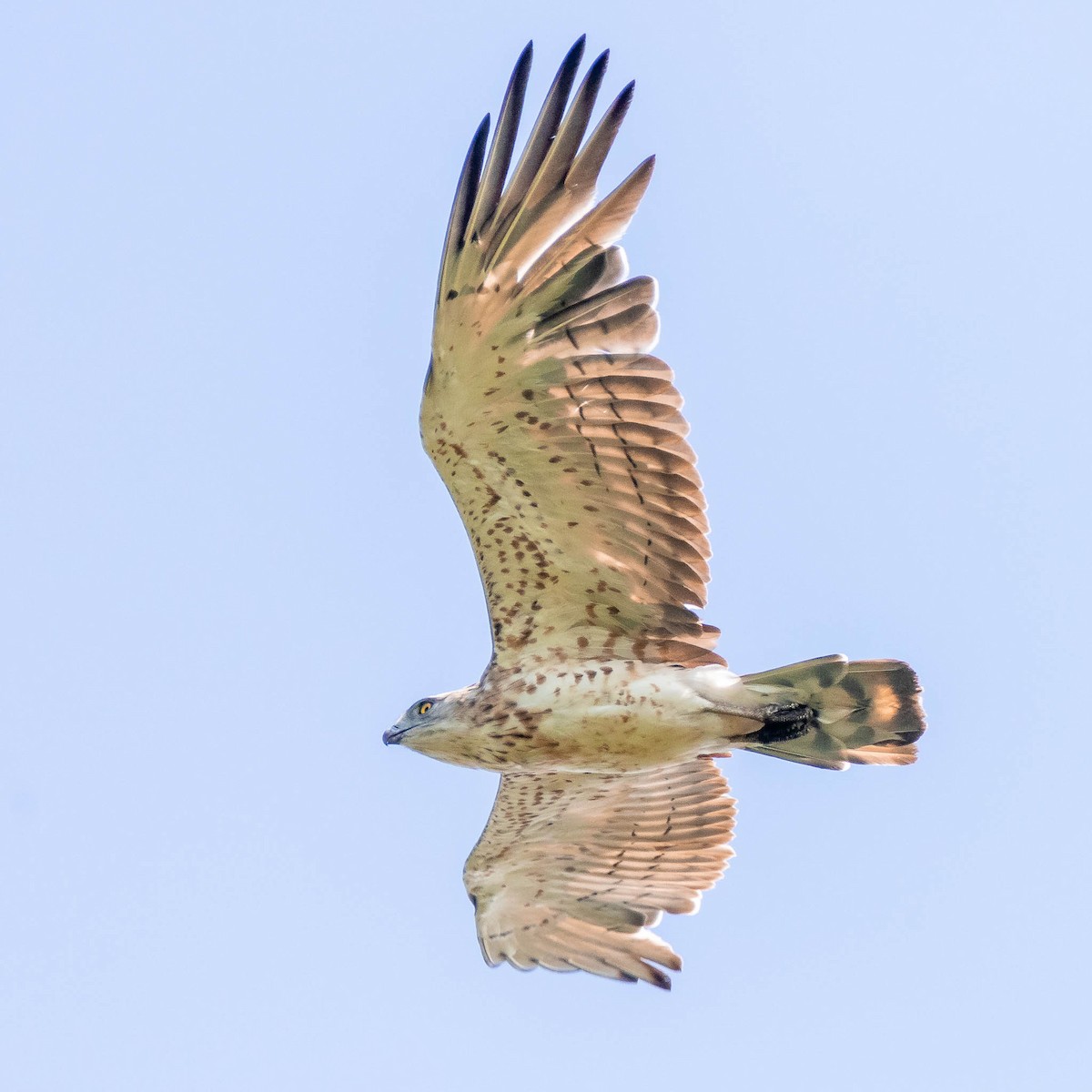 Short-toed Snake-Eagle - ML466673131