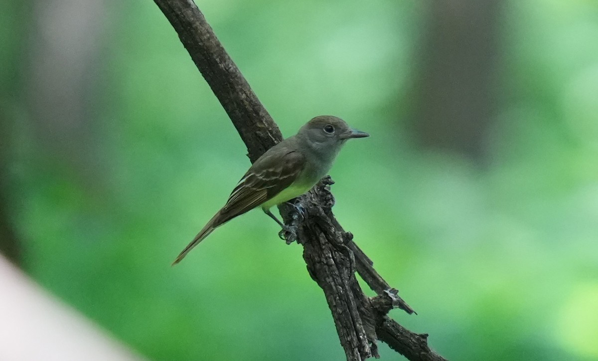 Great Crested Flycatcher - ML466673201