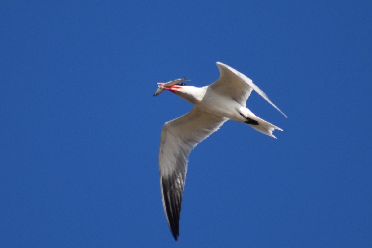 Caspian Tern - ML466674331