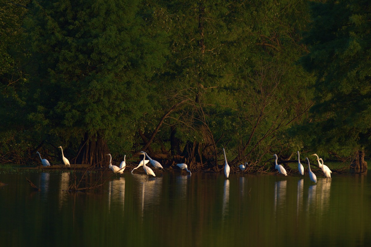 Great Egret - ML466674421