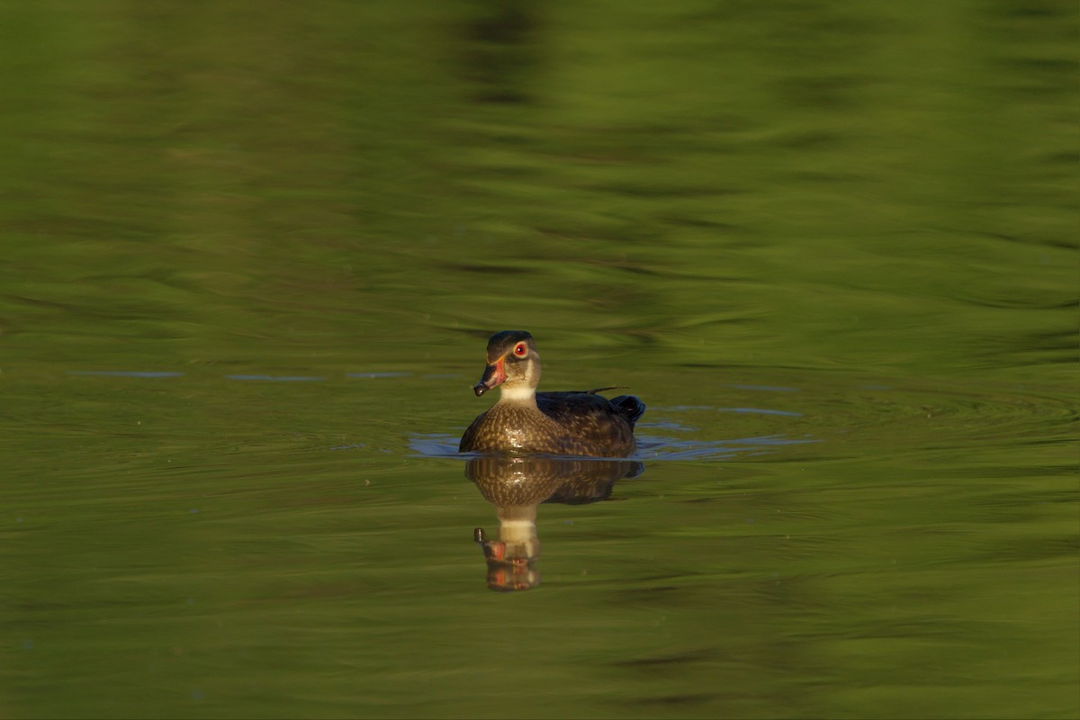 Wood Duck - ML466674721