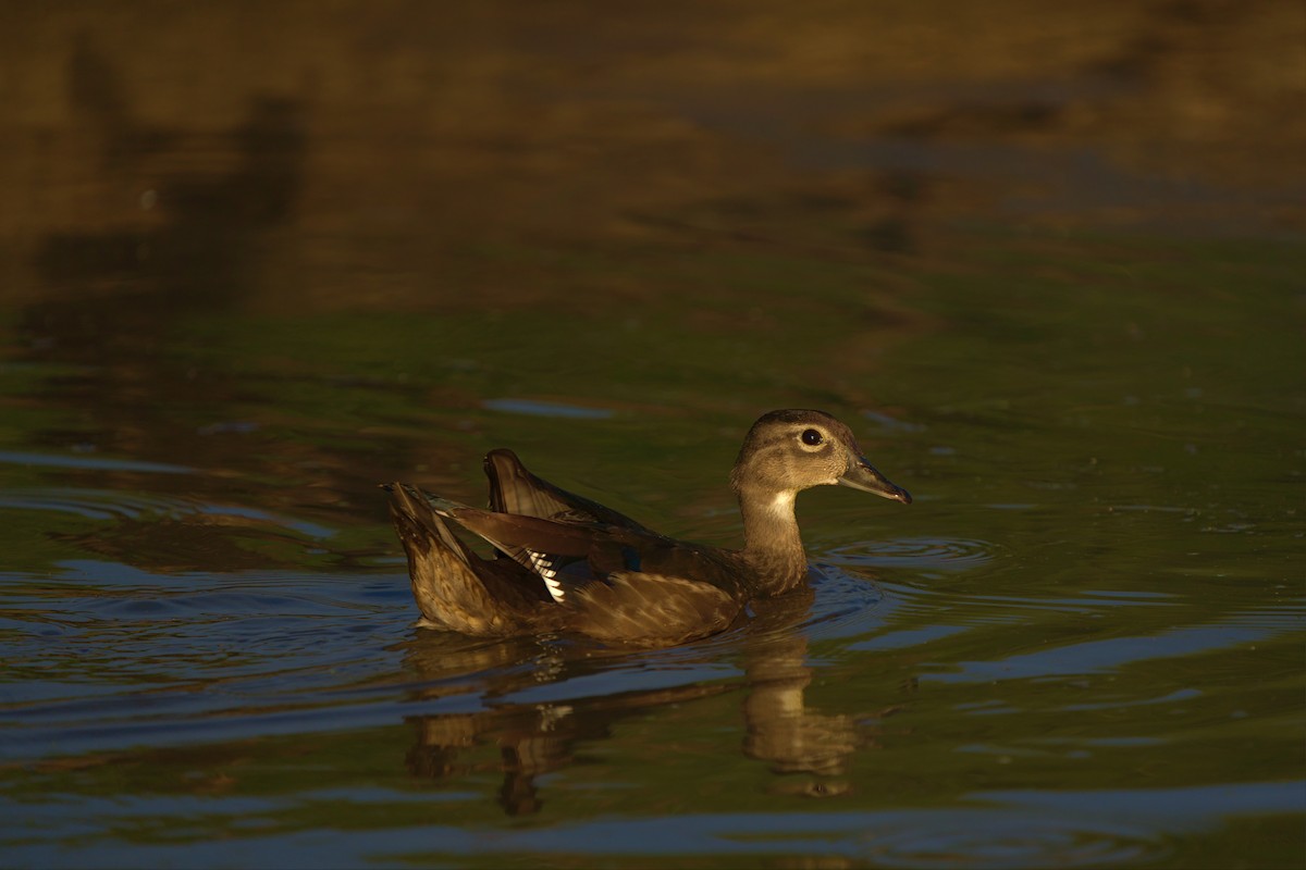 Wood Duck - ML466674731