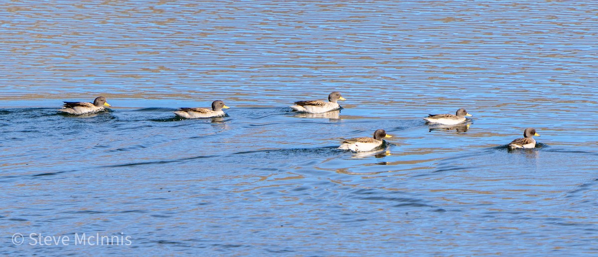 Yellow-billed Teal - Steve McInnis