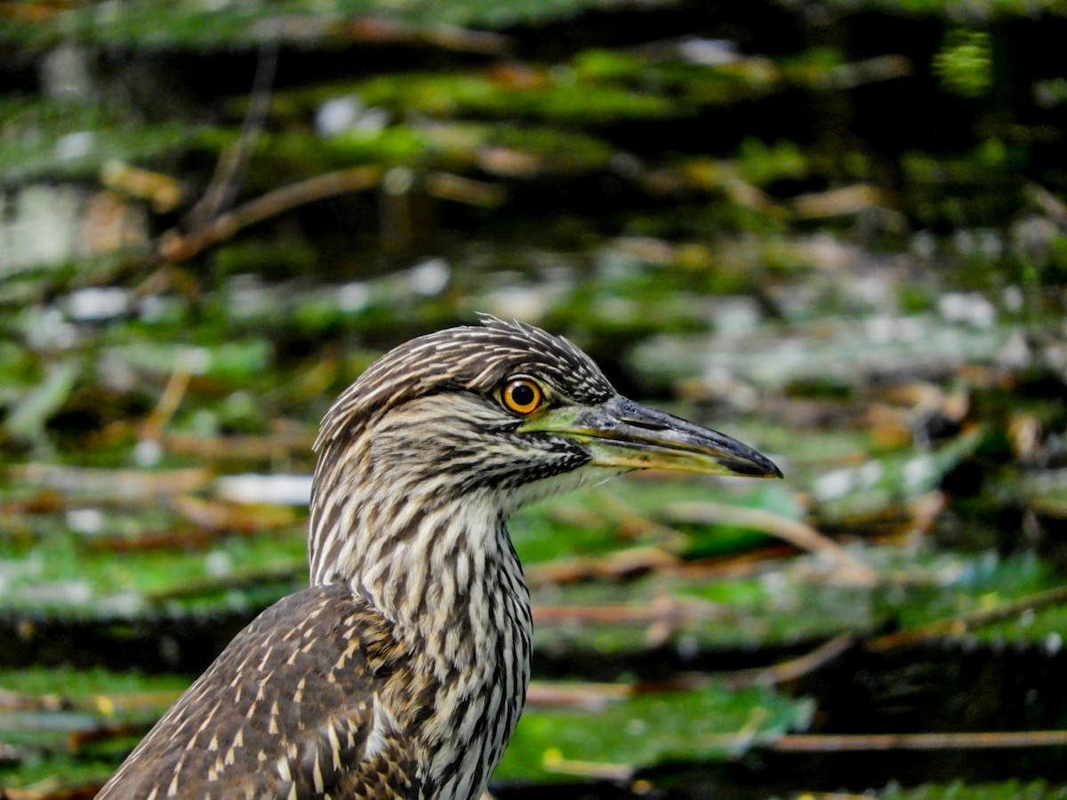 Black-crowned Night Heron - ML466675131