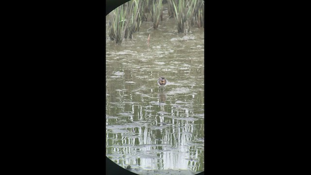 Phalarope à bec étroit - ML466675361