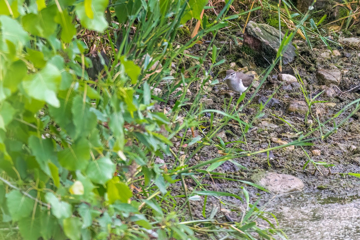 Spotted Sandpiper - ML466675431