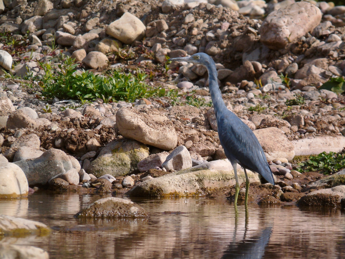 Little Blue Heron - ML466675581