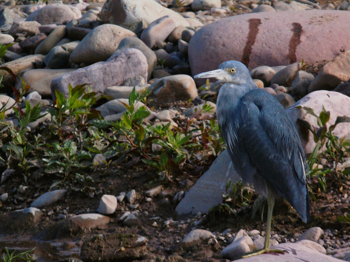 Little Blue Heron - ML466676021