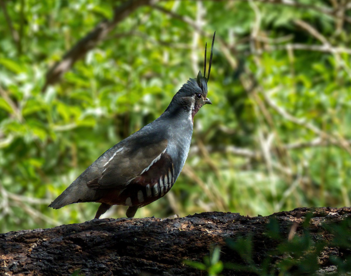 Mountain Quail - ML466676141