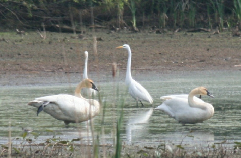 Trumpeter Swan - ML466677661