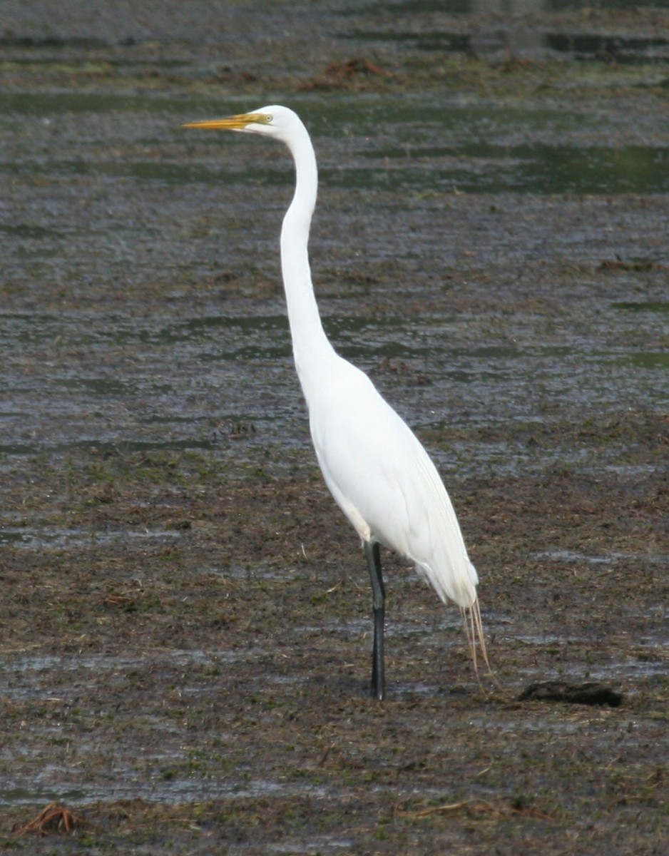 Great Egret - ML466677821